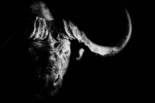 Buffalo Black White