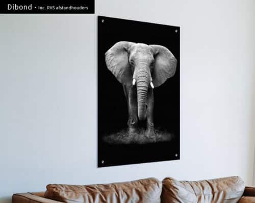 Wall Visual Dibond Black and White Elephant