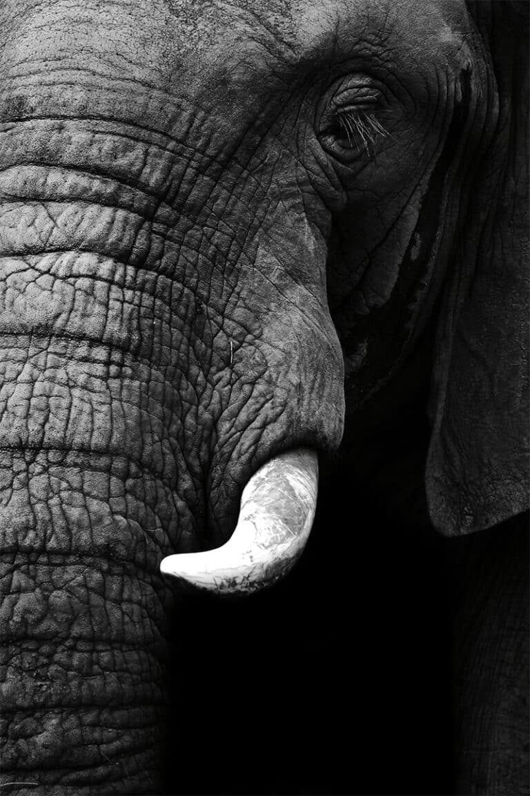 Black and White Elephant Close Up – WallQ - Premium Wall Visuals