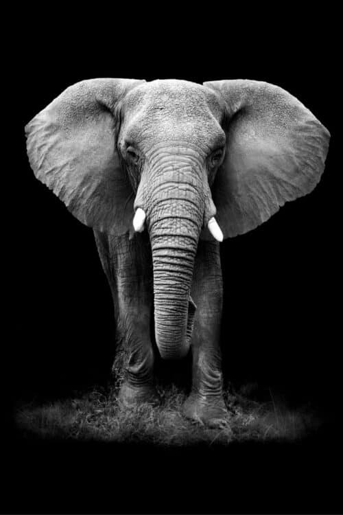 Elephant Black White