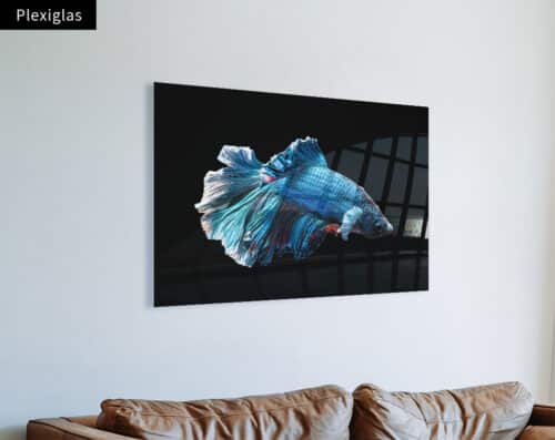 Wall Visual Plexiglas Elegant Fish