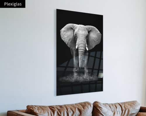 Wall Visual Plexiglas Black and White Elephant