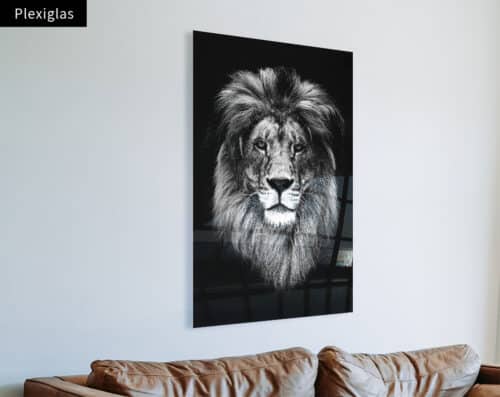 Wall Visual Plexiglas Lion Black White