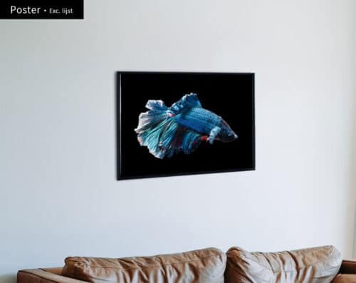 Wall Visual Poster Elegant Fish