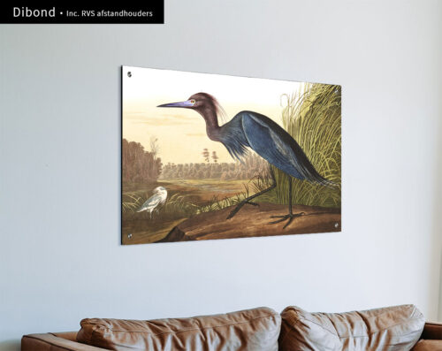 Wall Visual Dibond Kleine blauwe reiger