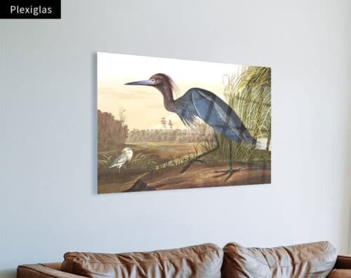 Wall Visual Plexiglas Kleine blauwe reiger