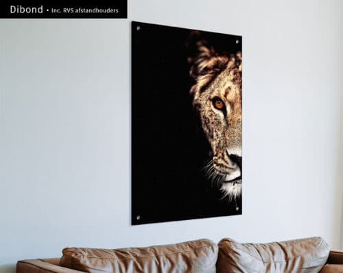 Wall Visual Dibond Lioness Side Portrait