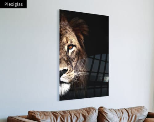 Wall Visual Plexiglas Lion Side Portrait