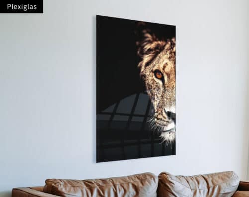 Wall Visual Plexiglas Lioness Side Portrait